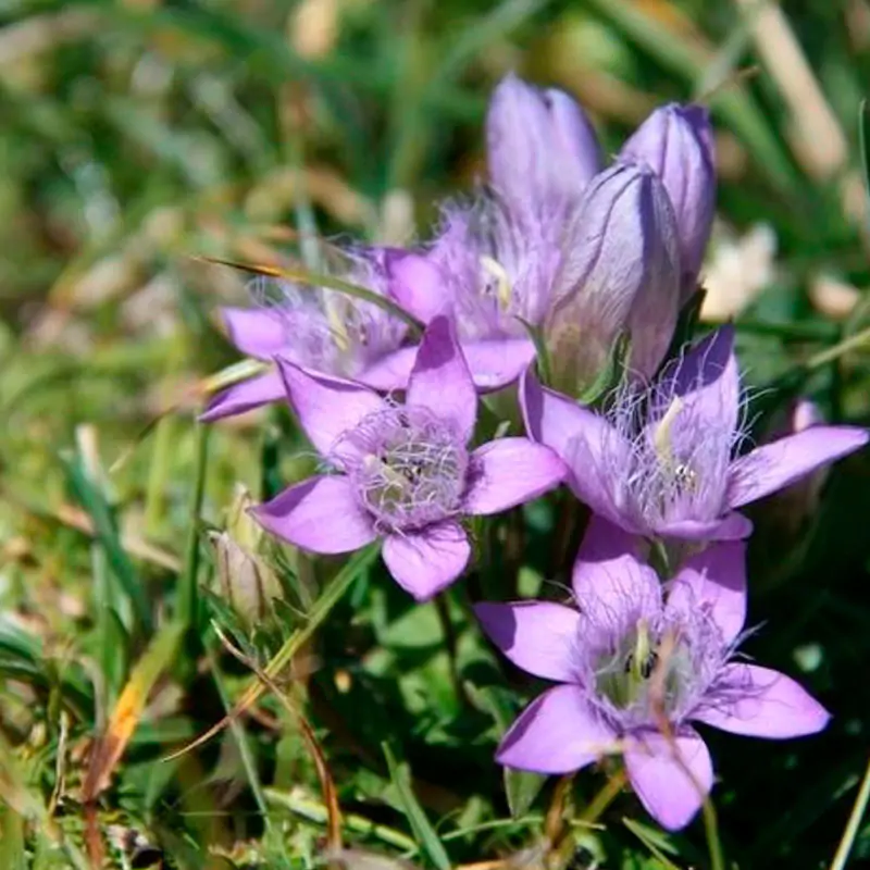 Hercampuri (Gentianella Alborosea) Deshidratado y Molido - Imagen 2