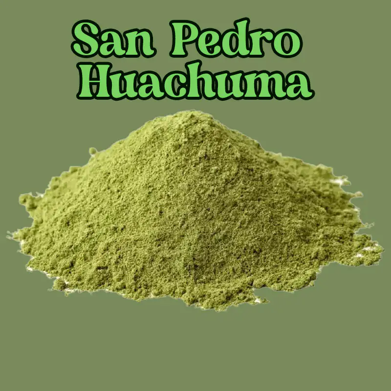 San Pedro cactus Huachuma (Echinopsis Pachanoi) en polvo