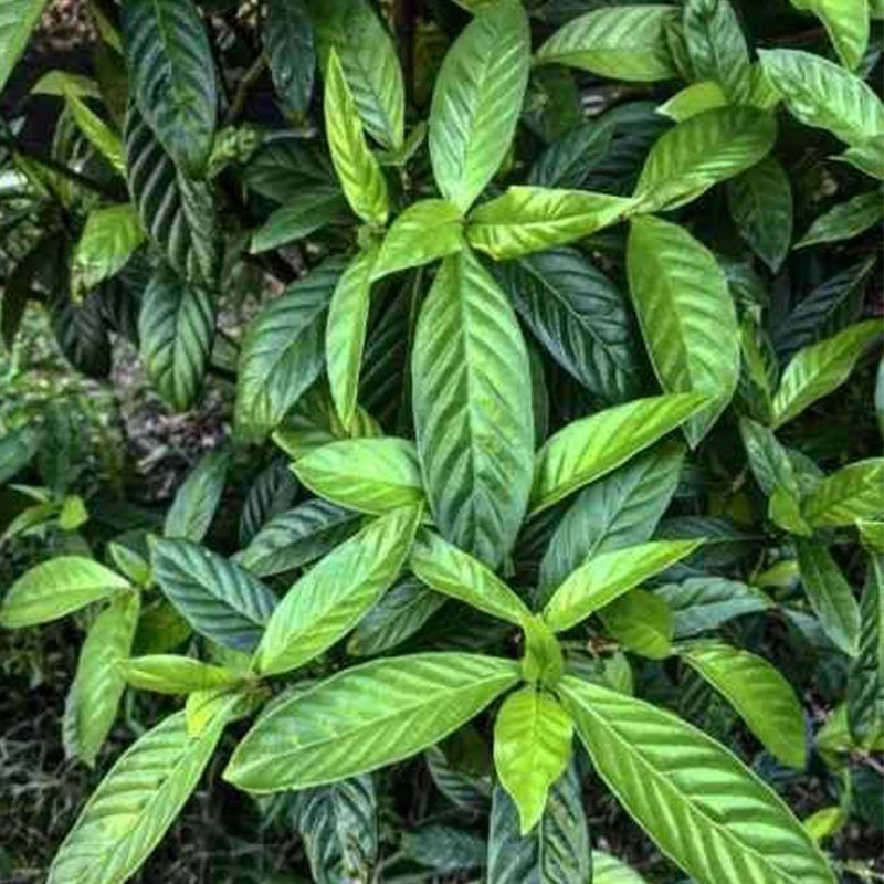 Chacruna en Polvo (Psychotria Viridis) - Imagen 2