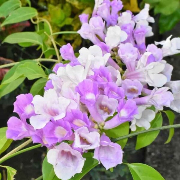 Ajos Sacha (Mansoa alliacea) – La Fuerza Protectora de la Amazonía