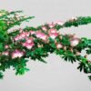 Bobinsana (Calliandra angustifolia)