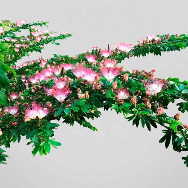 Bobinsana (Calliandra angustifolia)
