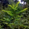 Chancapiedra (Phyllanthus Niruri)