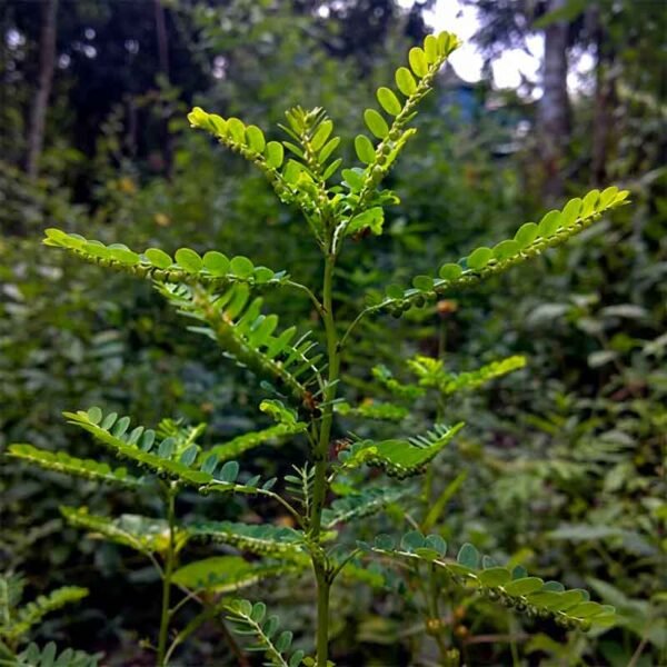 Chancapiedra (Phyllanthus Niruri)