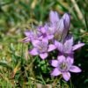Hercampuri o Té Amargo (Gentianella Alborosea)
