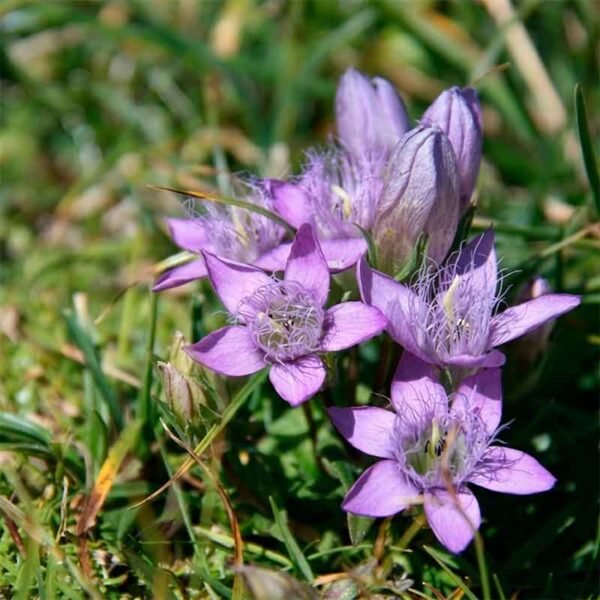 Hercampuri o Té Amargo (Gentianella Alborosea)