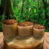 Mapacho Amazónico en Cigarrillos (7 cm) | 100 Unidades