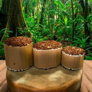 Mapacho Amazónico en Cigarrillos (12 cm) | 100 Unidades