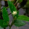 Polvo de Marosa (Pfaffia iresinoides) – La Sutil Energía Curativa de la Selva