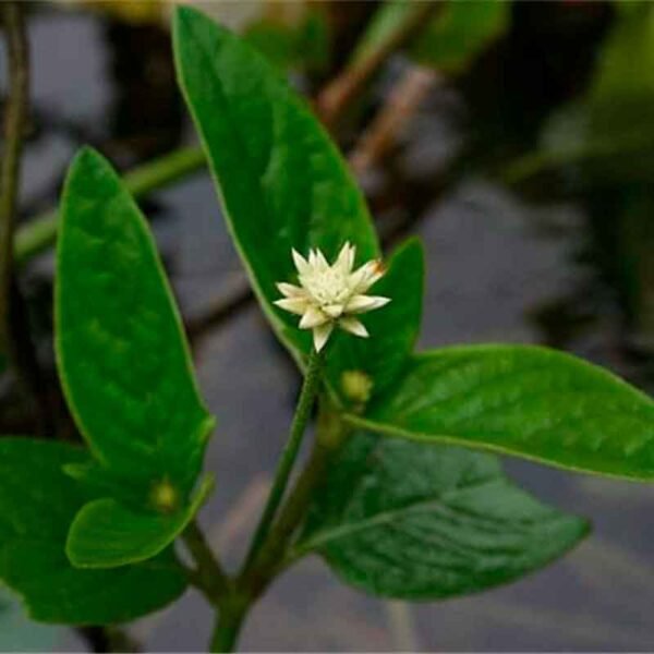 Polvo de Marosa (Pfaffia iresinoides) – La Sutil Energía Curativa de la Selva