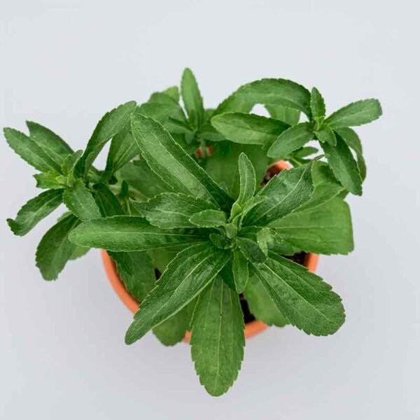 Stevia (Stevia rebaudiana) – La Dulzura Ancestral del Bosque