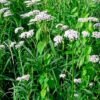 Valeriana (Valeriana officinalis)