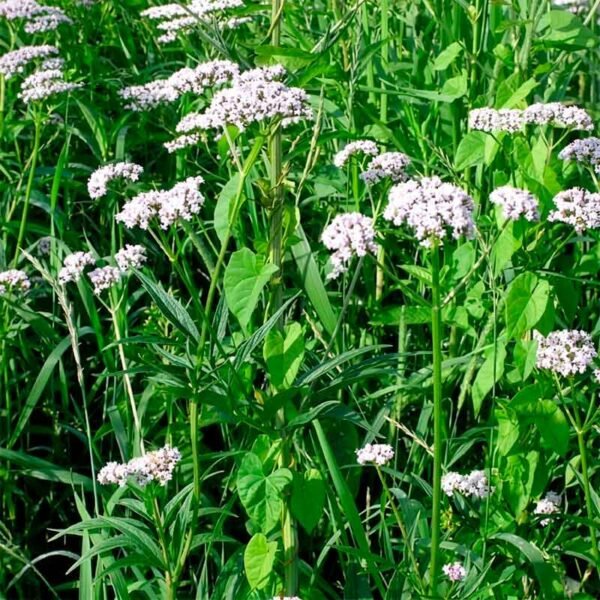 Valeriana (Valeriana officinalis)