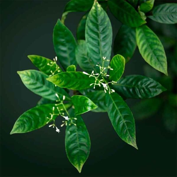 Chacruna (Psychotria viridis)