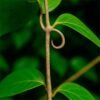 Uña de Gato (Uncaria Tomentosa)