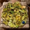 Hoja de Coca (Erythroxylum coca)